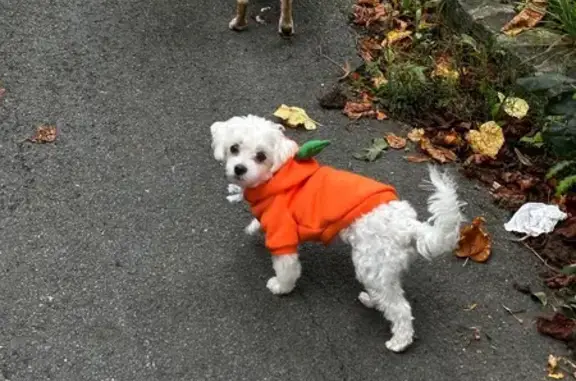 Chien nain perdu aux Mureaux, pull orange - photo