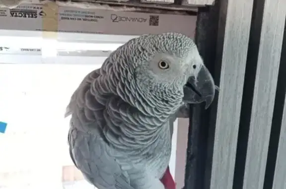 Lost African Grey Parrot: ID R...