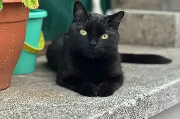 Gatos perdidos, Barcelona, foto: Gato Negro Perdido en Ático de Barcelona