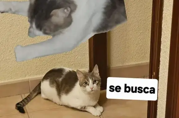 Gatos perdidos, Tarragona, foto: Gato Perdido en Tarragona: Cola Torcida