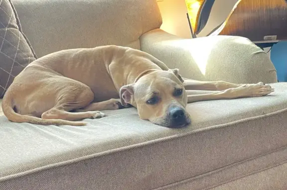 Found pets New York, photo: Lost Pit Bull Found on Wexford Terrace