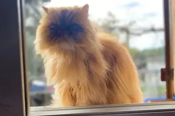 ¡Ayuda! Gato Persa Perdido en Rubí