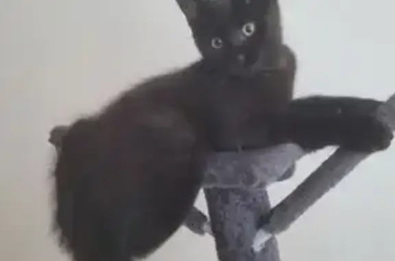 Chat perdu, , photo: Perdu : Petit chat noir à Loretz-d'Argenton