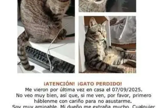 Gato Gris Sin Ojos Perdido en Campo-Mijas