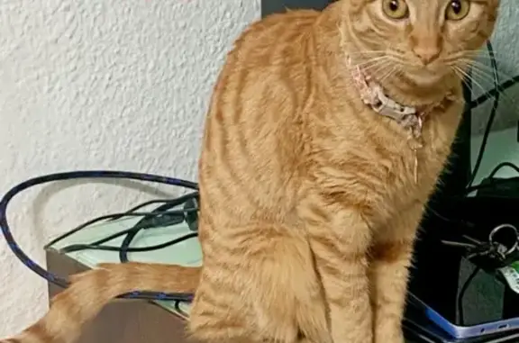 Gato Naranja Perdido en Córdoba: Collar Floral