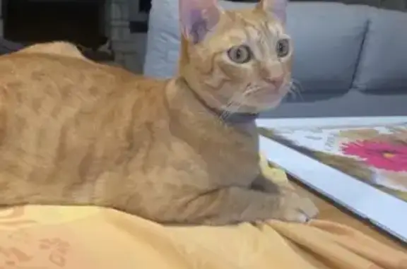Gata pelirroja perdida en Alicante