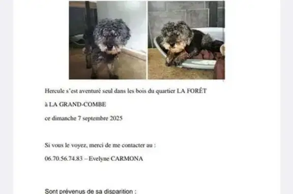 Chien perdu La Grand-Combe, photo : Bichon frisé noir perdu, 13 ans, La Grand-Combe