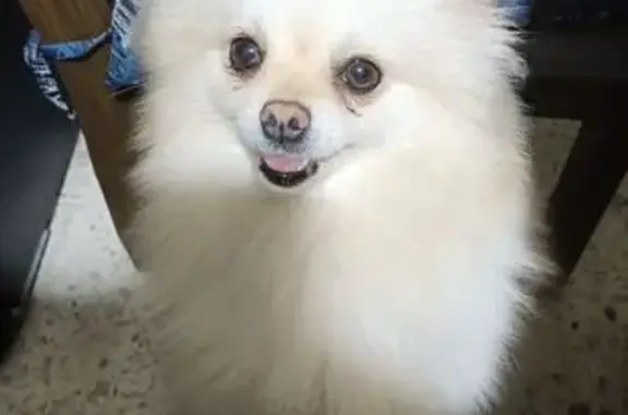 Pomerania Perdida: Mina en Zapopan