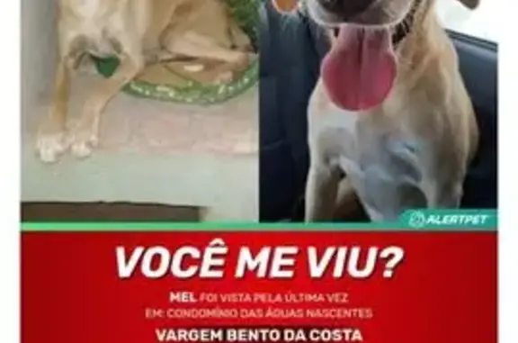 cachorro desaparecida