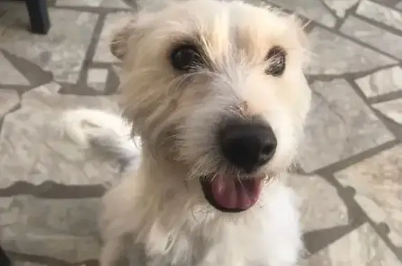 Chien blanc Nouki perdu à Poulaines - photo