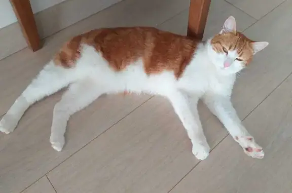 Chatte perdue rousse/blanche sans queue - photo