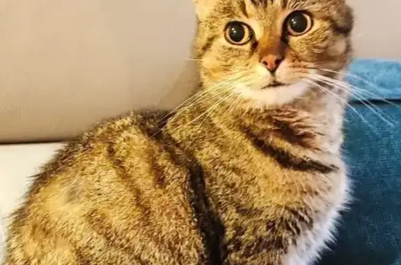 Chat tigré perdu, très câlin, La Passagère - photo