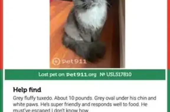 Found cat Portland, photo: Found Friendly Cat on SE Malden Dr, Portland