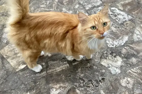 Animaux trouvés Châteauroux, photo: Chat roux trouvé, jeune et affectueux