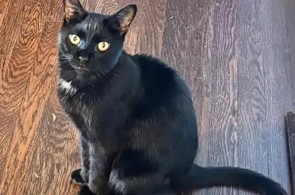 Lost pets Chicago, photo: Lost Cat: Friendly, High-Pitched Meow