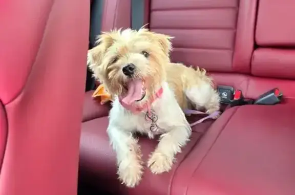Lost and found pets Greenacres, photo: Found: Small Yorkie Mix in Greenacres