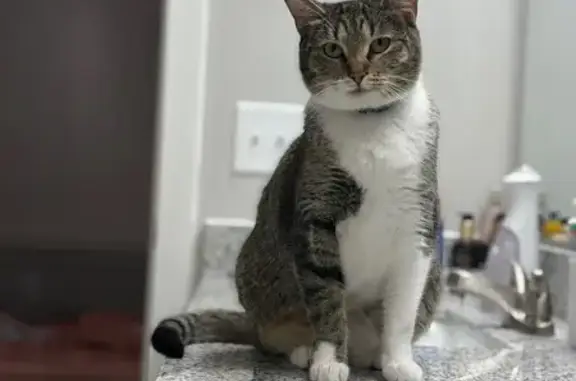 Lost Gray Cat: Hurley Ranch, Phoenix