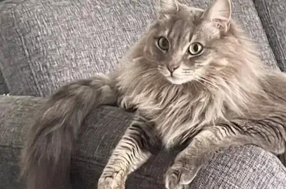 Chat perdu, Pacé, photo: Opale, chatte grise perdue à Pacé