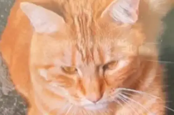 Chat roux tigré perdu à Troyes - photo