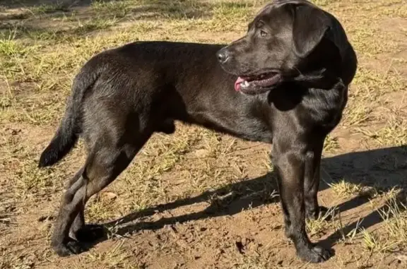 Found dog , photo: Found Young Dog: 285th Ave NE, MN