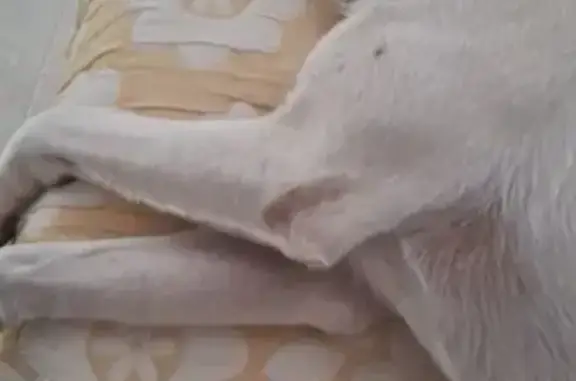 ¡Perro mestizo de 3 años perdido en Mérida!
