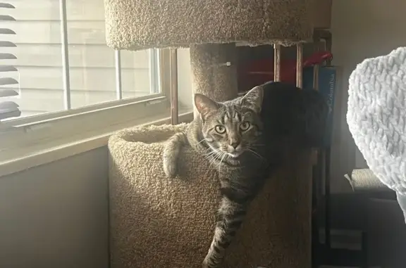 Lost Cat Clover: Tabby, 4, Millridge Circle