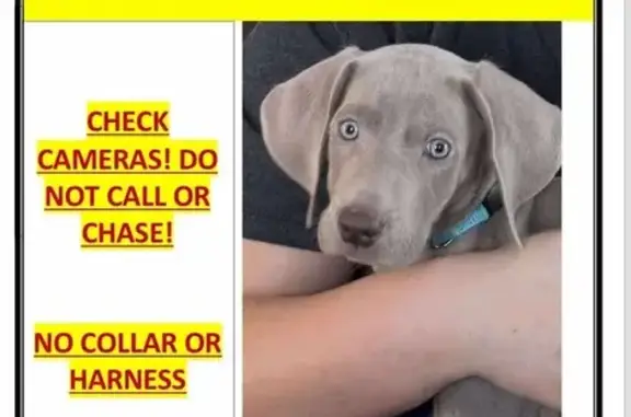 Lost 13-Week Silver Weimaraner in IL!