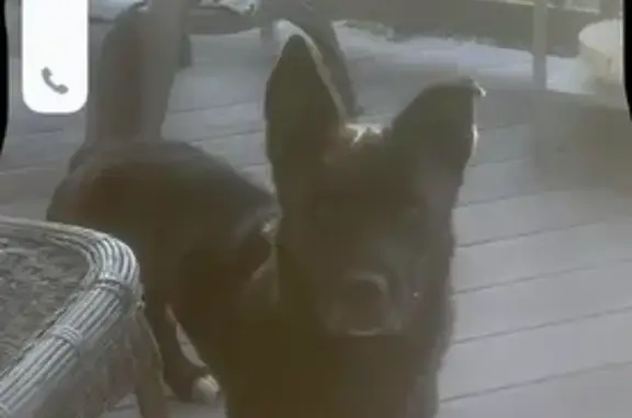 Lost and found pets , photo: Shy Black Dog Lost on N. Horsman St.