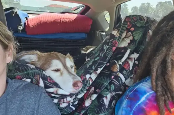Help Find Koko: Fluffy Lost Dog Alert