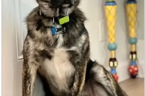 Lost pets Goodyear, photo: Lost Dog Marmaduke: Black/Brown Brindle