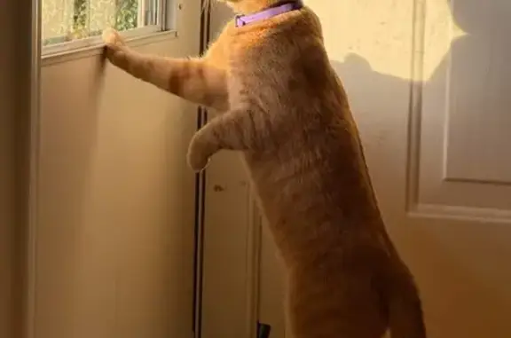 Missing Cat: Friendly Orange in Mount Airy