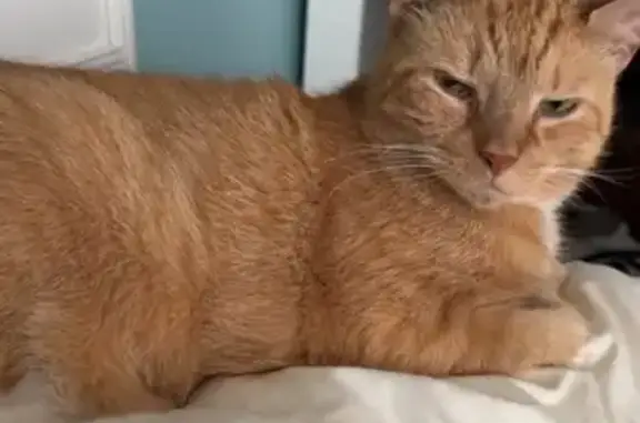 Help Find Kitty Bits: Lost Orange Cat