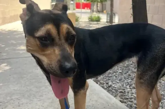 Lost pets Oro Valley, photo: Lost Anxious Dog: North Oracle Rd, OV