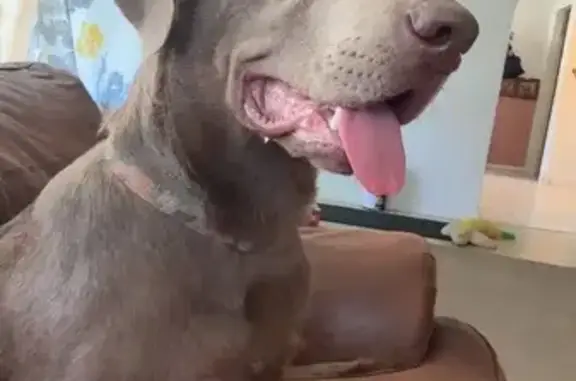 Lost and found pets Granite City, photo: Lost Silver Lab Puppy in Granite City