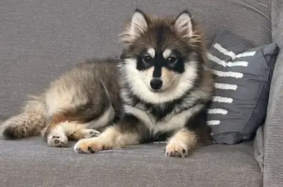 Lost Pomsky: 8-Month-Old in Petersburg