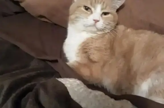 Help Find Tanner: Lost Cat in Affton!