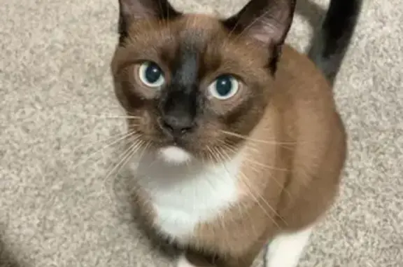 Help Find Dexter: Our Adventurous Cat!