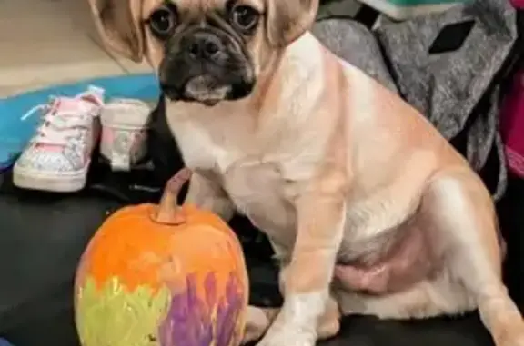 Lost Dog: Masked Pup in Melville
