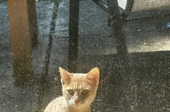 Found pets Ohio City, photo: Help Reunite This Sweet Cat in Ohio!