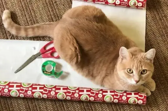 Lost pets Maryland City, photo: Help Find Chessie: Lost Yellow Tabby Cat