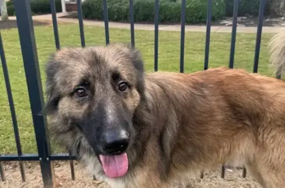 Lost and found pets Lawrenceville, photo: Found Dog in Herrington Woods, Lawrenceville
