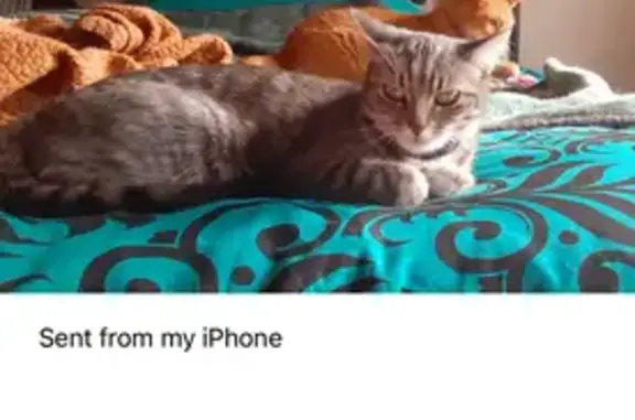 Lost Timid Tabby on 88th Street