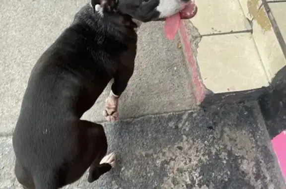 Perro Perdido en Calzada la Fu...
