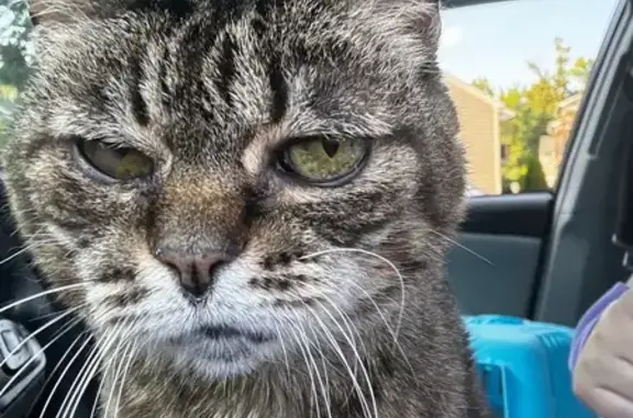 Found pets Columbus, photo: Found Cat: Neutered Male, Alumcrest Lane