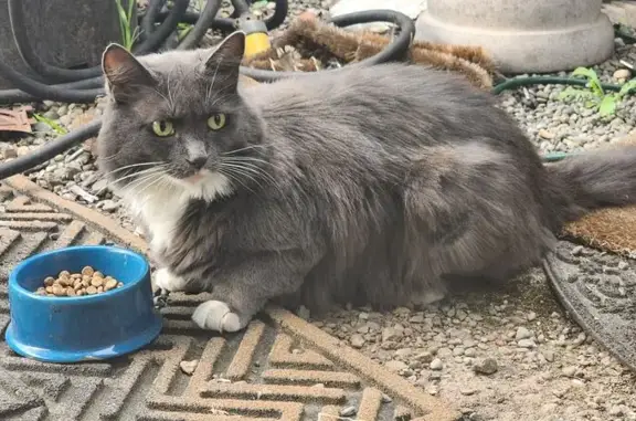 Found cat Portland, photo: Friendly Gray & White Cat Found in Portland
