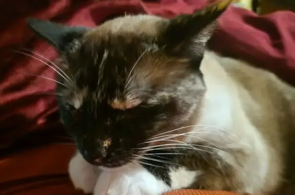 Lost and found pets Jackson, photo: Lost Siamese-Like Cat: North Skyline Dr