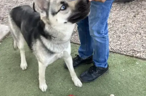 Lost Husky-Shepherd on East Pinto Road