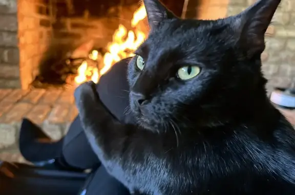 Lost Cat: Fiore Drive, Fort Worth