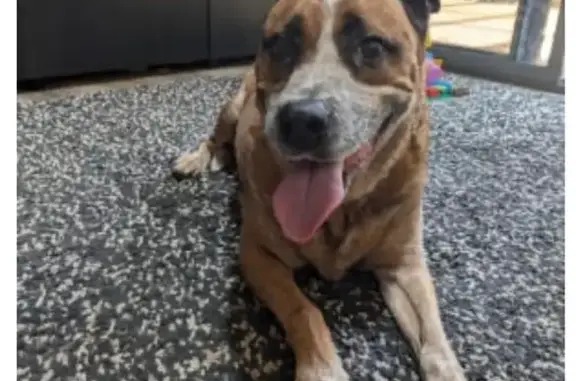 Help Find Echo: Lost Dog in Ryde Park