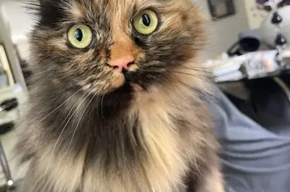 Missing Cat on Almore Ave, Toronto